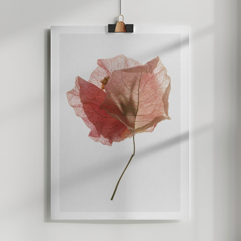 Fine Art Print, Bougainvillea Study No2