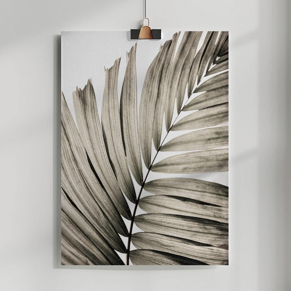 Fine Art Print, Palm Leaves 22