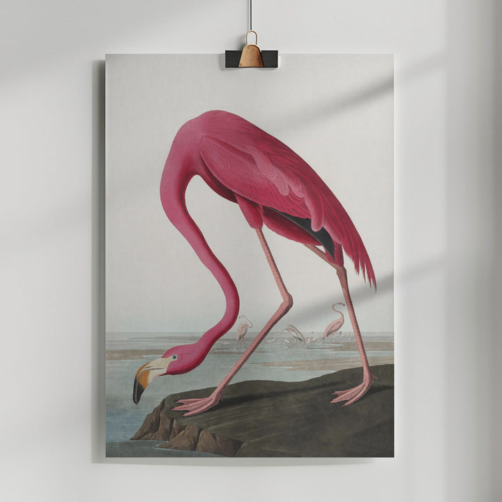 Fine Art Print, Pink Flamingo Ii From Birds of America (1827)