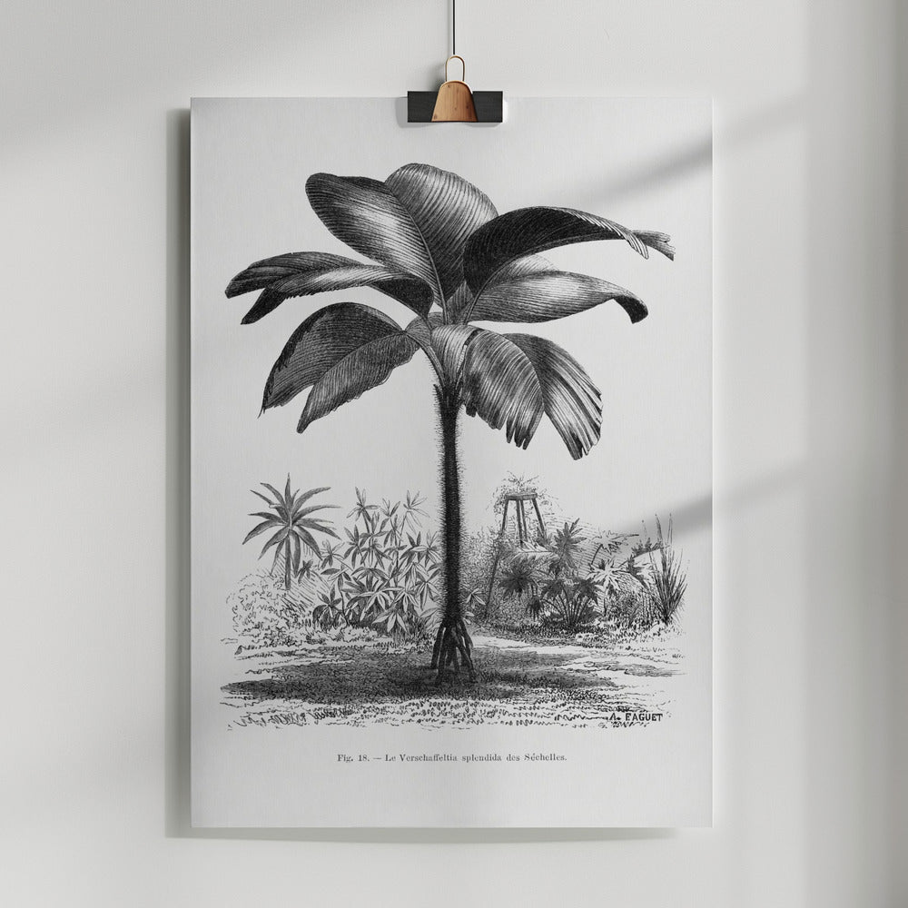 Fine Art Print, Vintage Palm Tree Drawing Iii