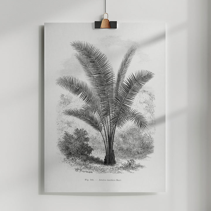 Fine Art Print, Vintage Palm Tree Drawing Vii