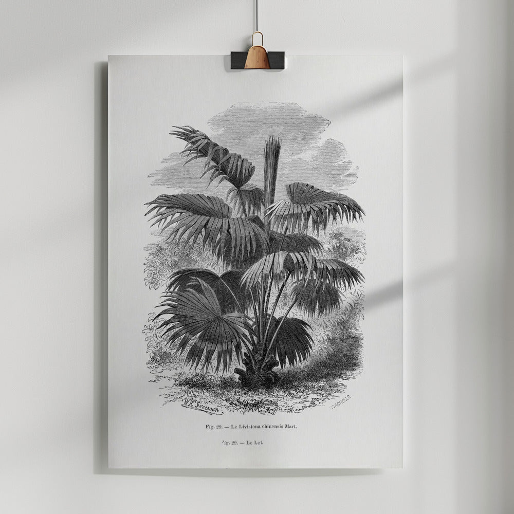 Fine Art Print, Vintage Palm Tree Drawing Xii