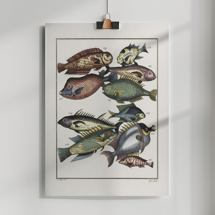 Fine Art Print, Exotic Fish (1767) By J V Schley