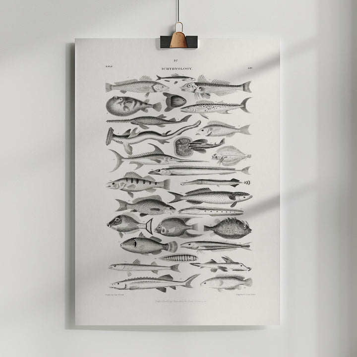 Fine Art Print, Sealife I