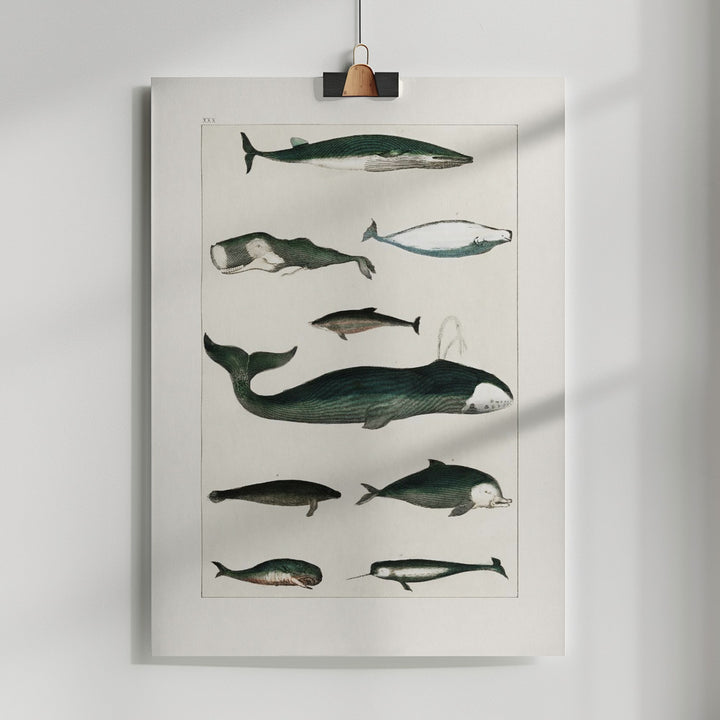 Fine Art Print, Vintage Whale Poster