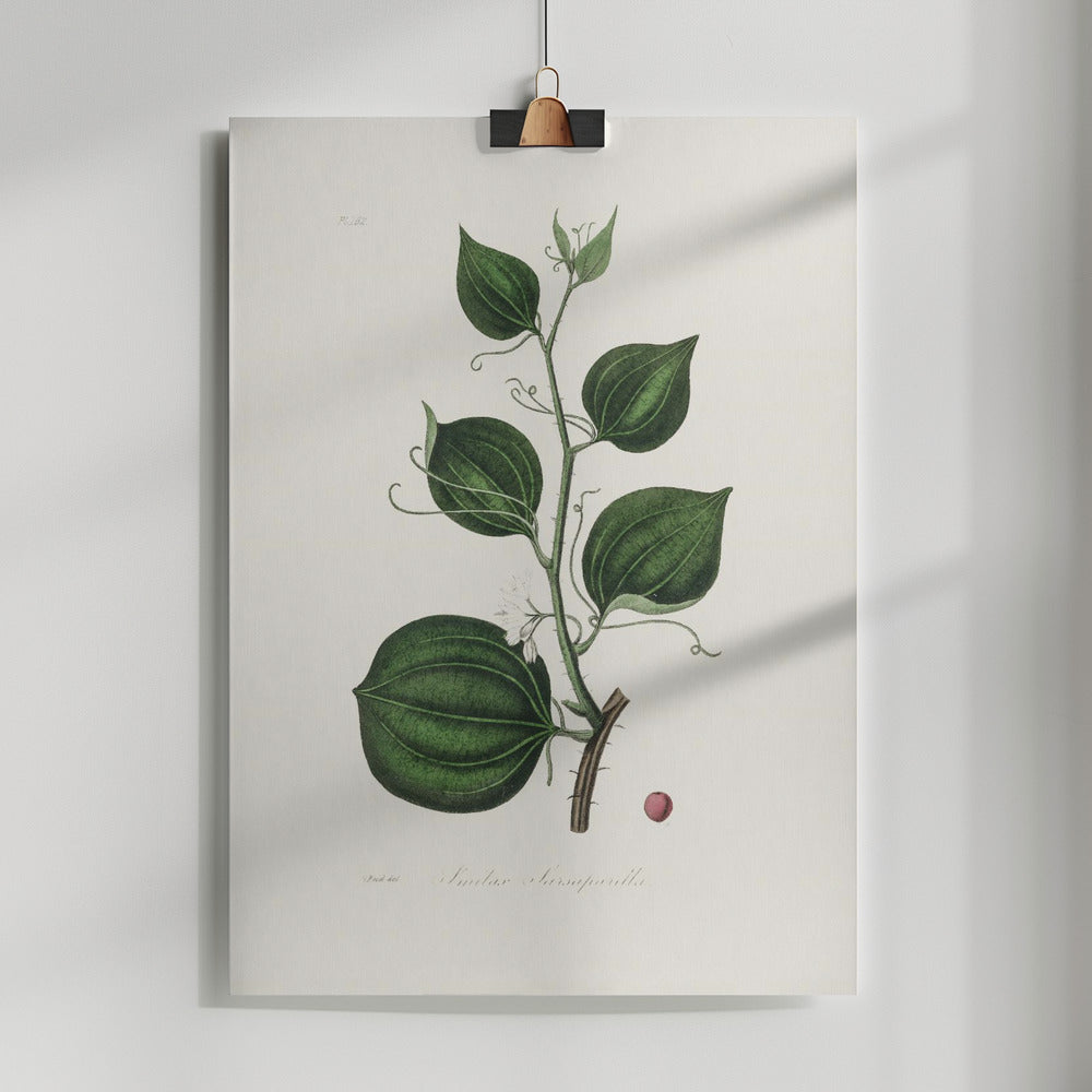 Fine Art Print, Lmilax Larsaparilla  Medical Botany