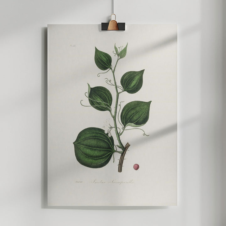 Fine Art Print, Lmilax Larsaparilla  Medical Botany