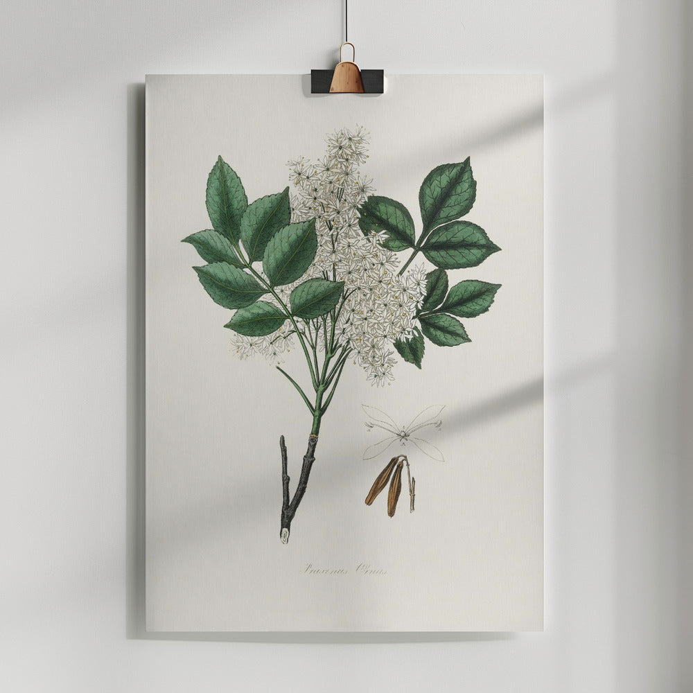 Fine Art Print, Manna Ash (fraxinus Ornus) Medical Botany