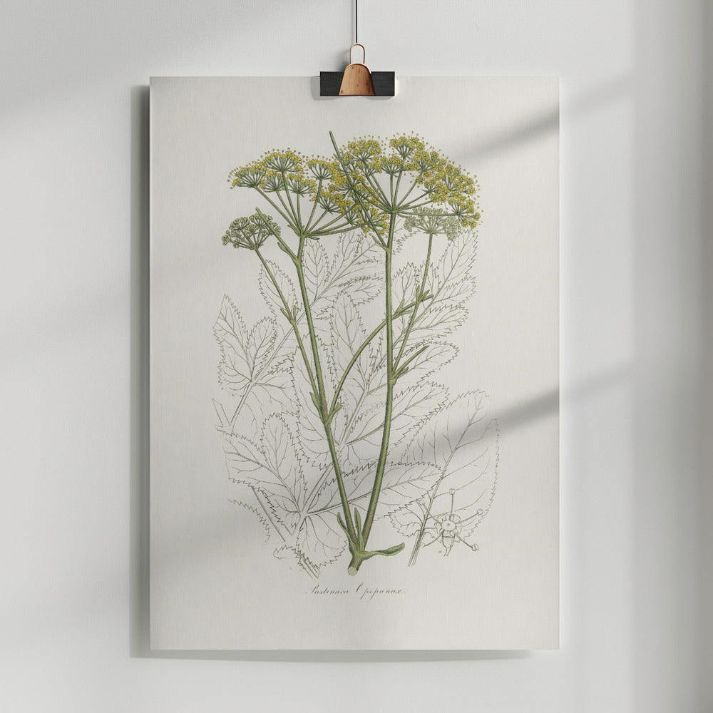 Fine Art Print, Opobalsam (pastinaca Opopanax)  Medical Botany