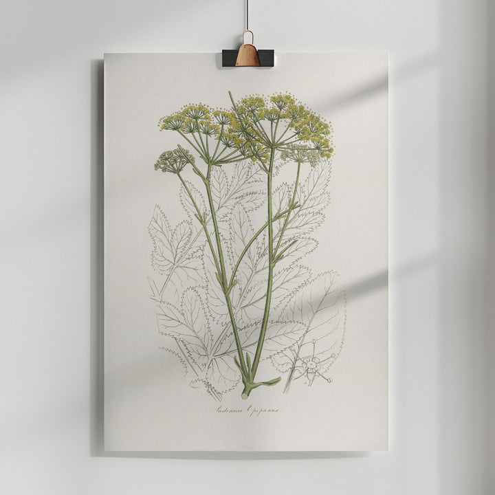 Fine Art Print, Opobalsam (pastinaca Opopanax)  Medical Botany