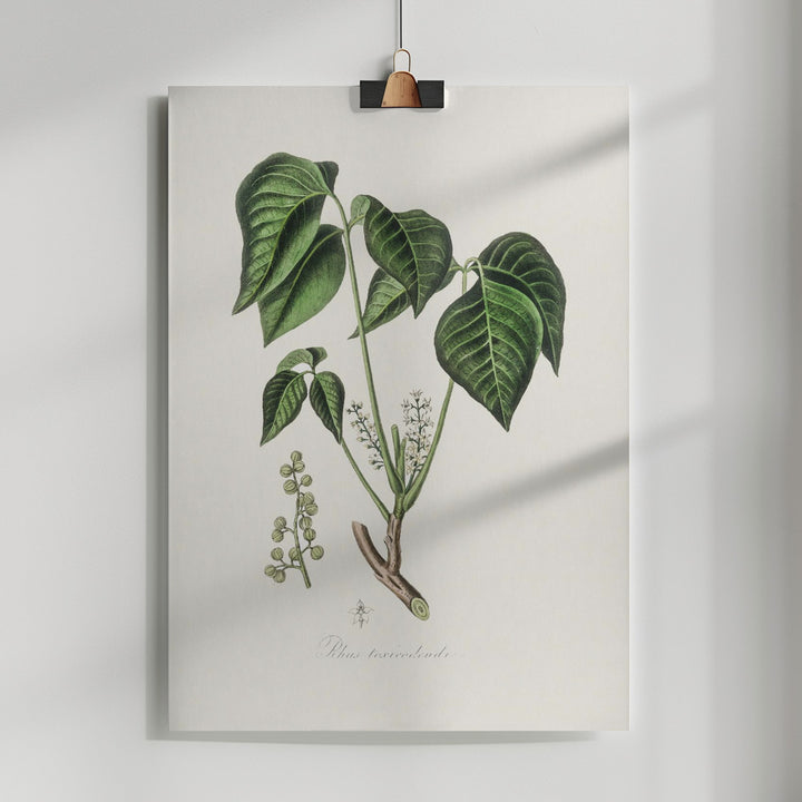 Fine Art Print, Poison Ivy (rhus Toxicodendron) Medical Botany