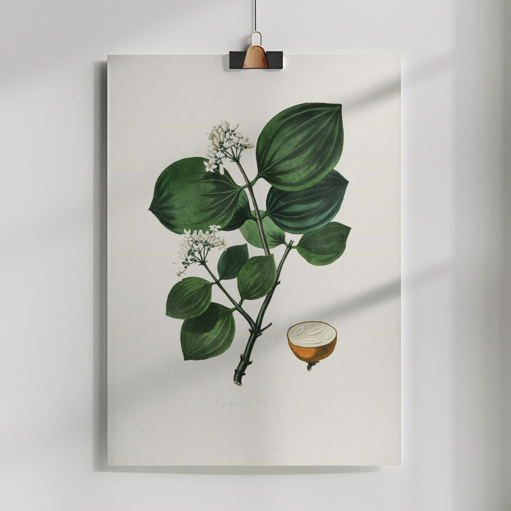 Fine Art Print, Poison Nu (strychnos Nux Vomica) Medical Botany