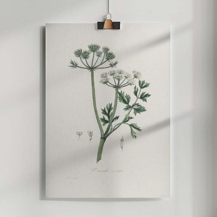 Fine Art Print, Water Dropwort (onanthe Grocata) Medical Botany