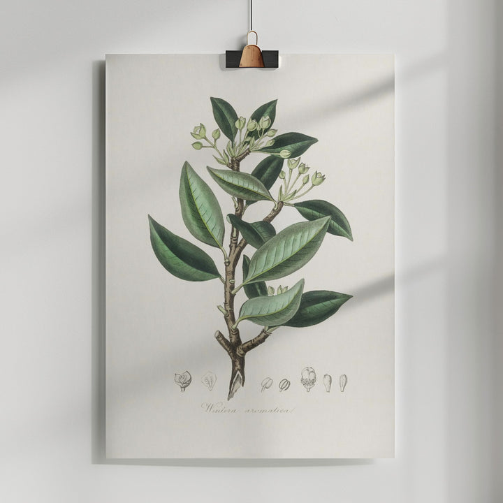 Fine Art Print, Wintera Aromatica Medical Botany