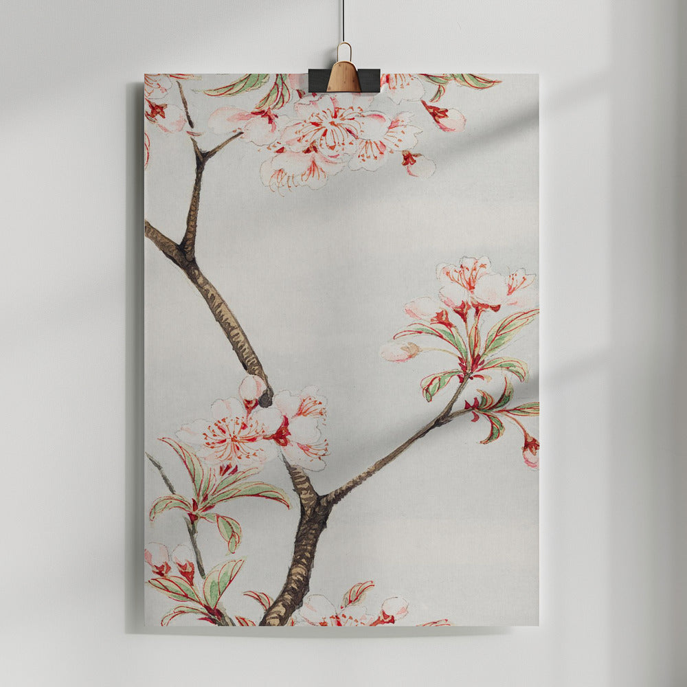 Fine Art Print, Sakura Cherry During 1870–1880