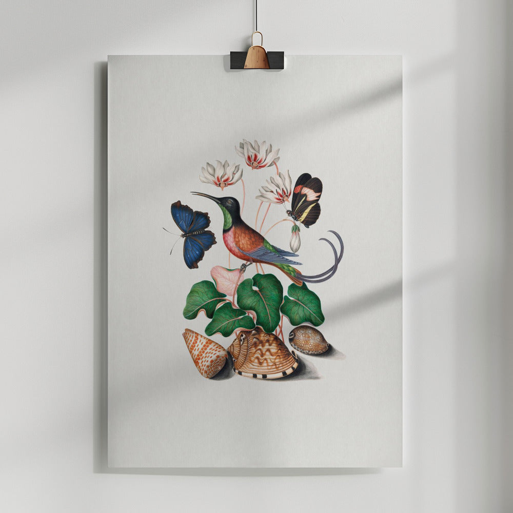 Fine Art Print, Hummingbird