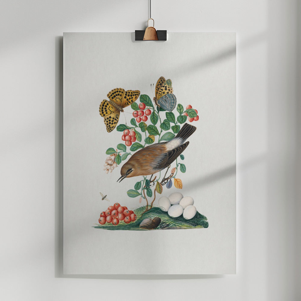 Fine Art Print, Northern Wheatear