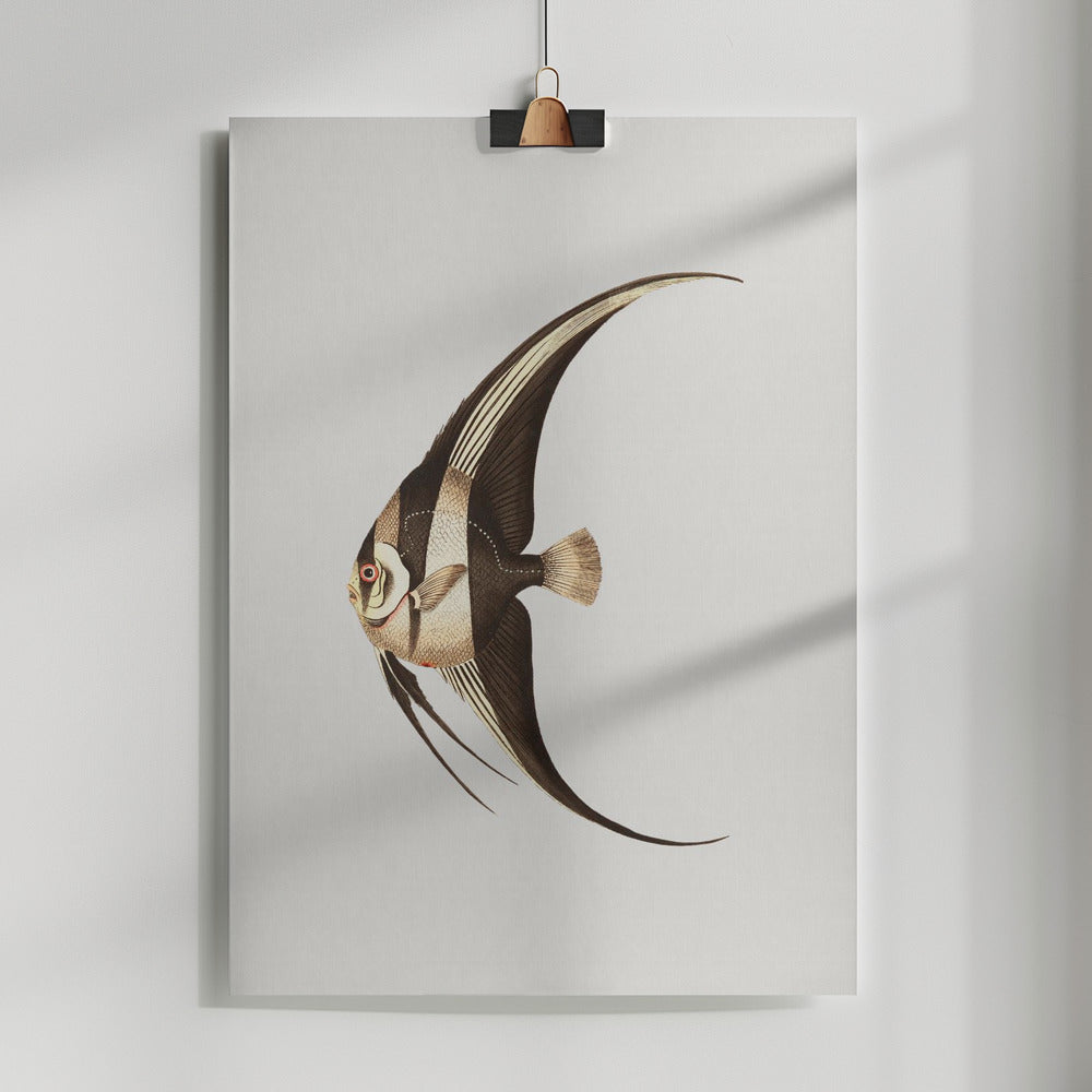 Fine Art Print, Long Finned Chaetodon