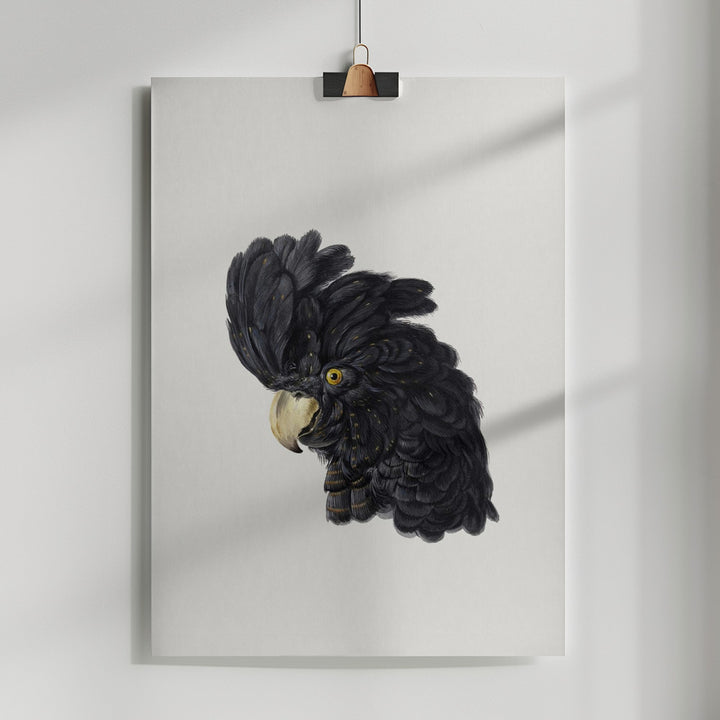 Fine Art Print, Head of a Cockatoo