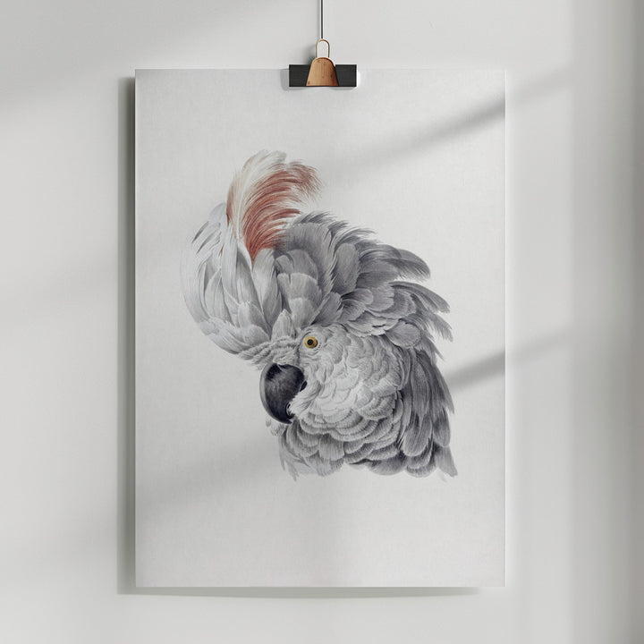 Fine Art Print, Cockatoo Head