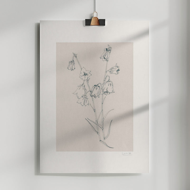 Fine Art Print, Bellflowers ink drawing