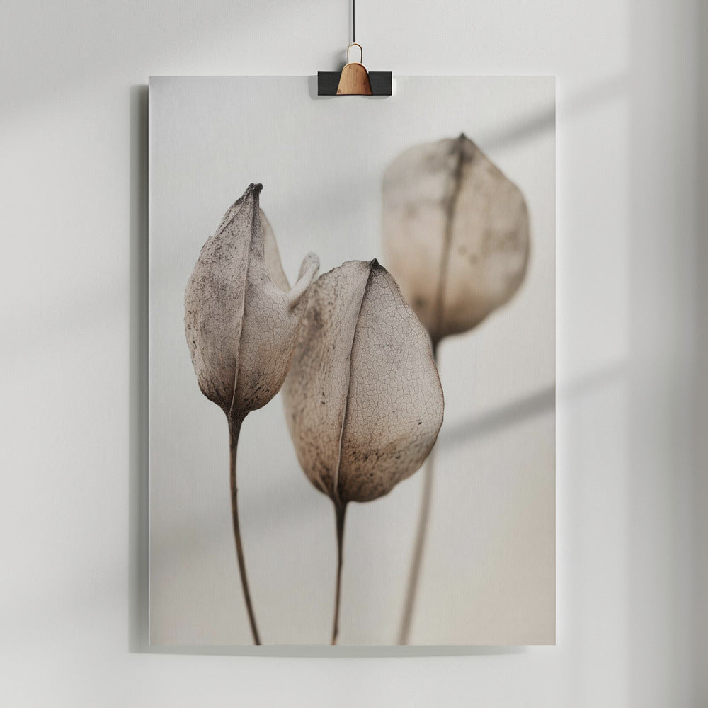 Fine Art Print, Dryflowerdetailno17