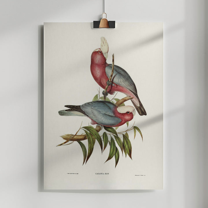 Fine Art Print, Cacatua Eos