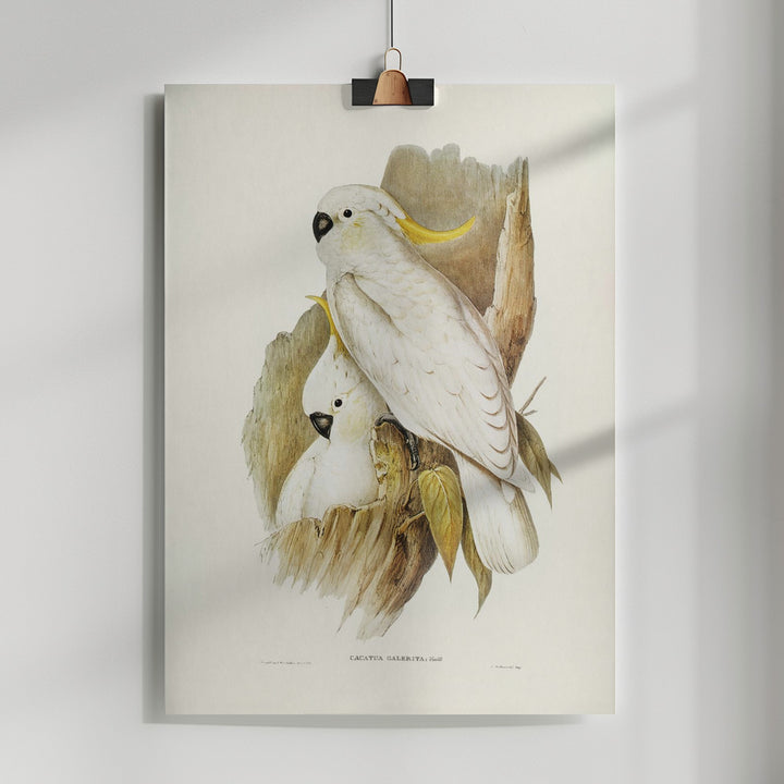 Fine Art Print, Crested Cockatoo