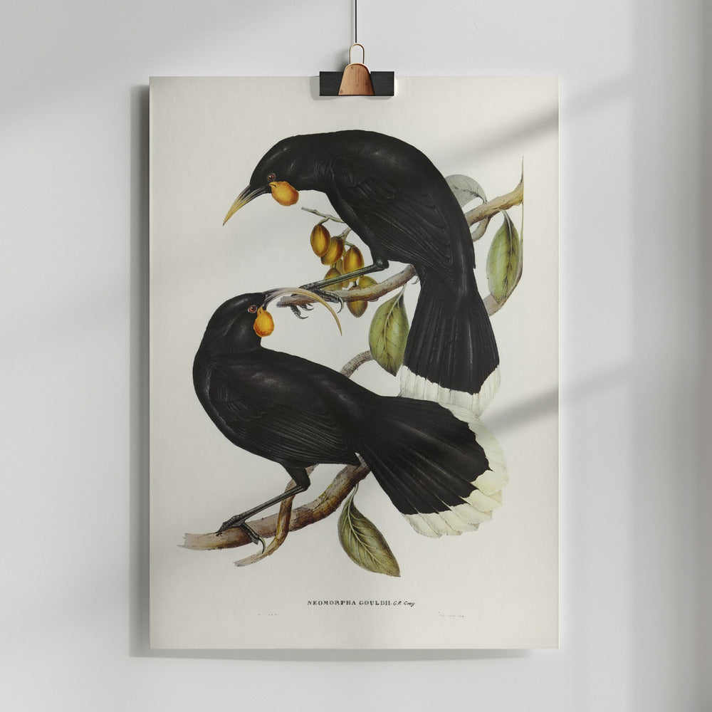 Fine Art Print, Gould&#039;s Neomorpha