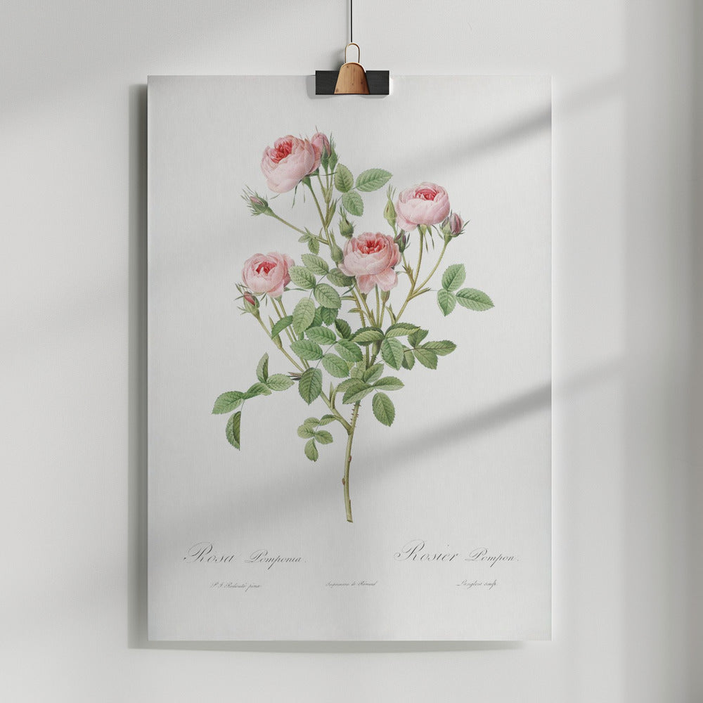 Fine Art Print, Burgundian Rose, Les Roses (1817–1824)