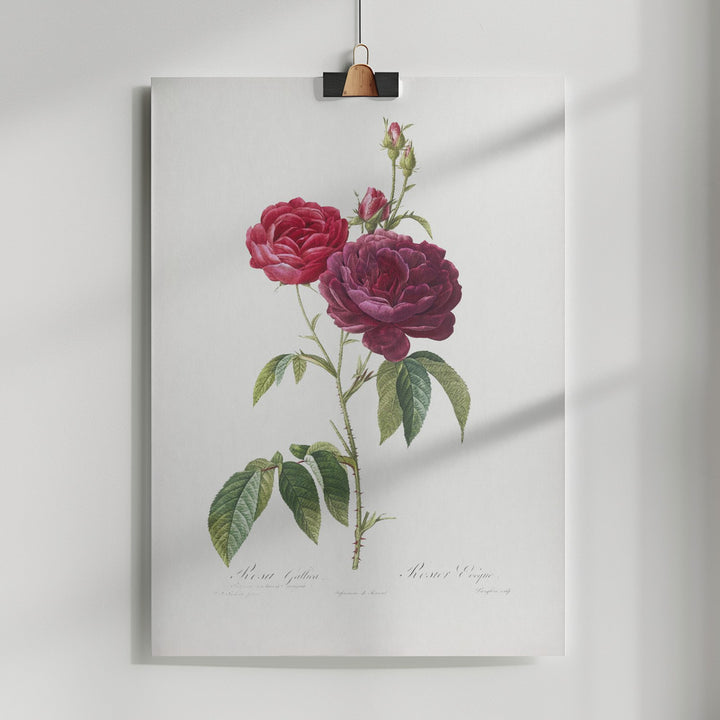 Fine Art Print, Purple French Rose, Les Roses (1817–1824)