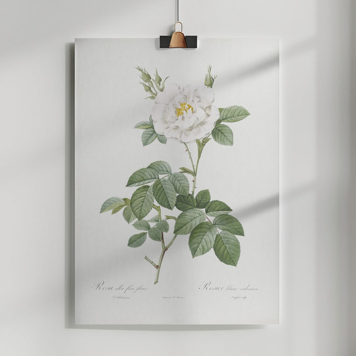 Fine Art Print, Rosa Alba Flore Pleno, Les Roses (1817–1824)