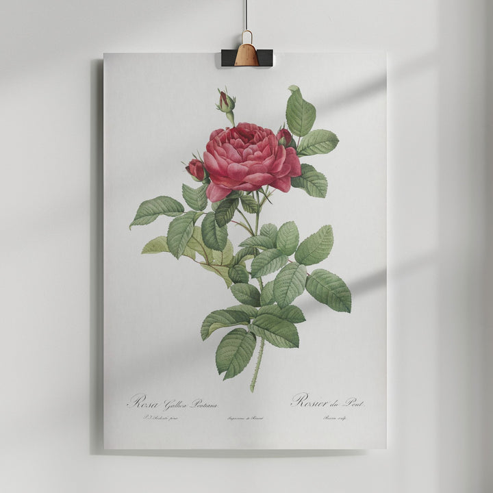 Fine Art Print, Rosa Gallica Pontiana, Les Roses (1817–1824)