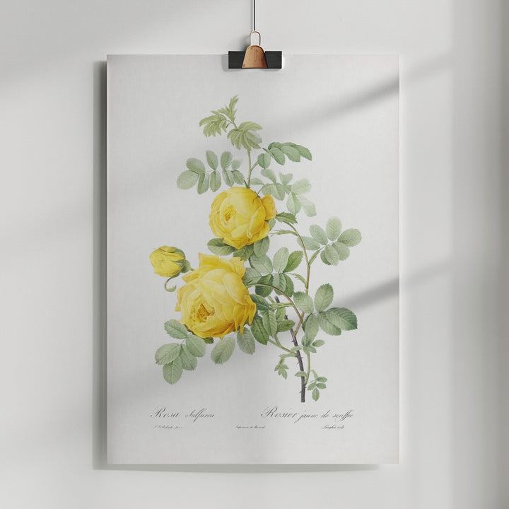 Fine Art Print, Rosa Hemisphaerica, Les Roses (1817–1824)