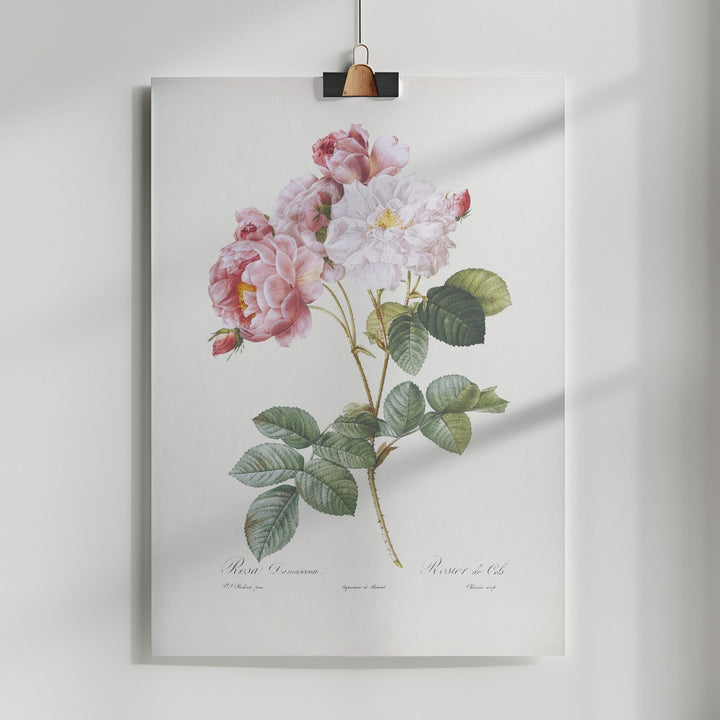 Fine Art Print, Rosebush, Les Roses (1817–1824)