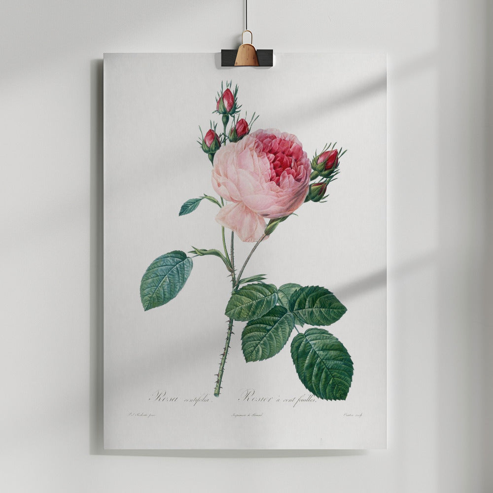 Fine Art Print, Rosier a Cent Feuilles, From Les Roses