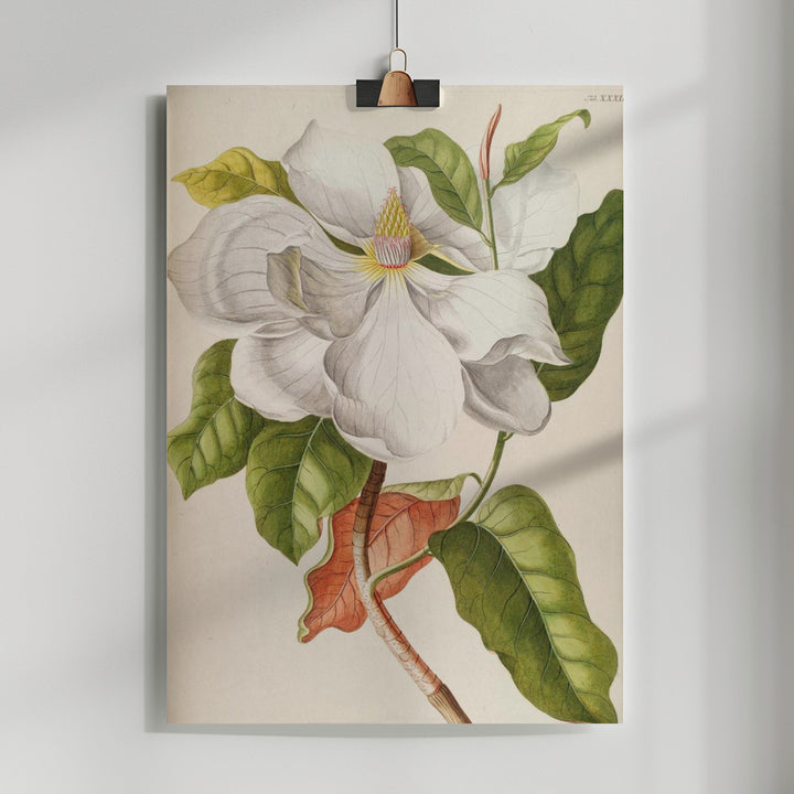 Fine Art Print, Magnolia