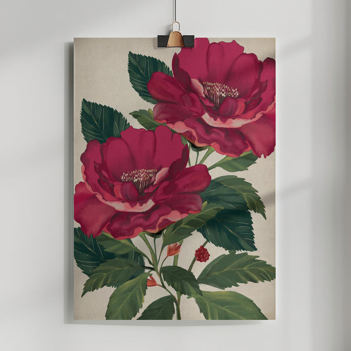 Fine Art Print, Rose of Providence