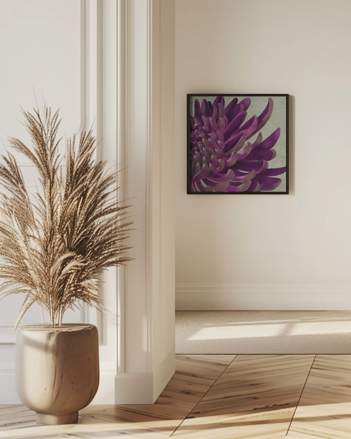 Fine Art Print, Purple Chrysanthemum