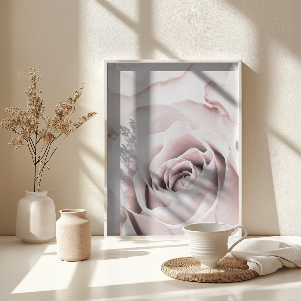 Fine Art Print, Pink Rose No 05