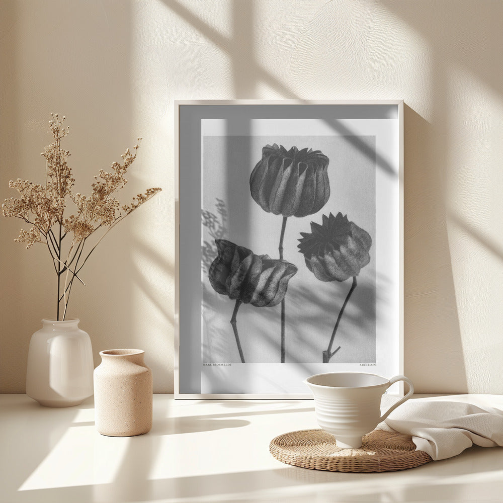 Fine Art Print, Abutilon (Lime Mallow