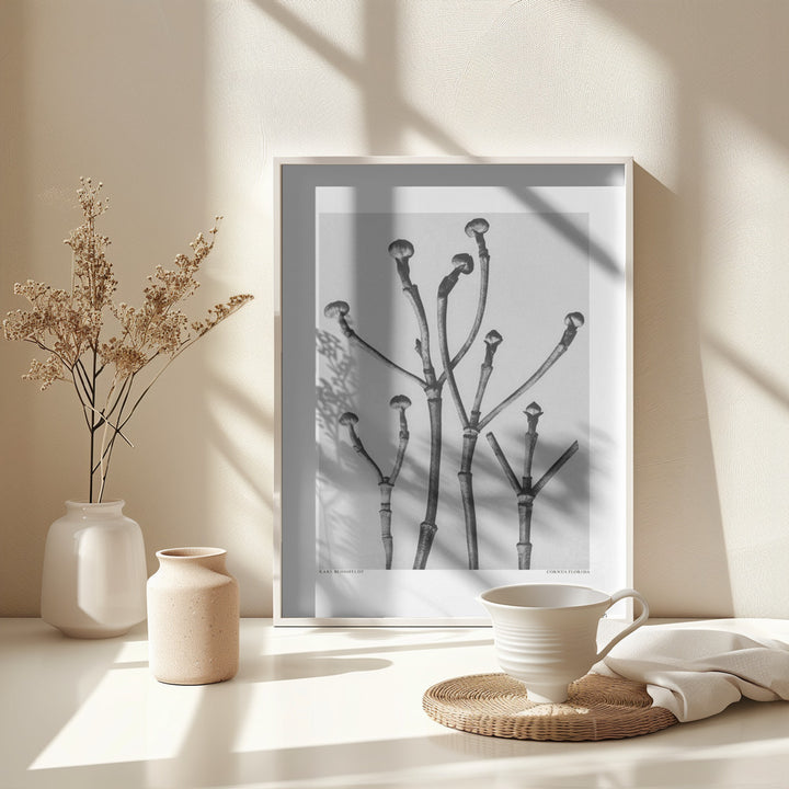 Fine Art Print, Cornus Florida