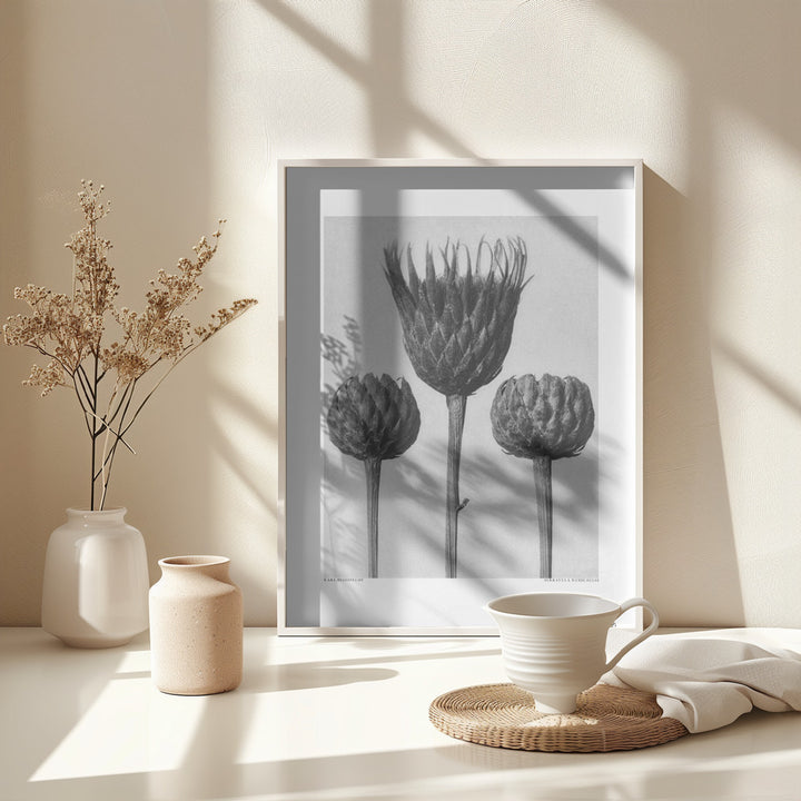 Fine Art Print, Serratula Nudicaulis