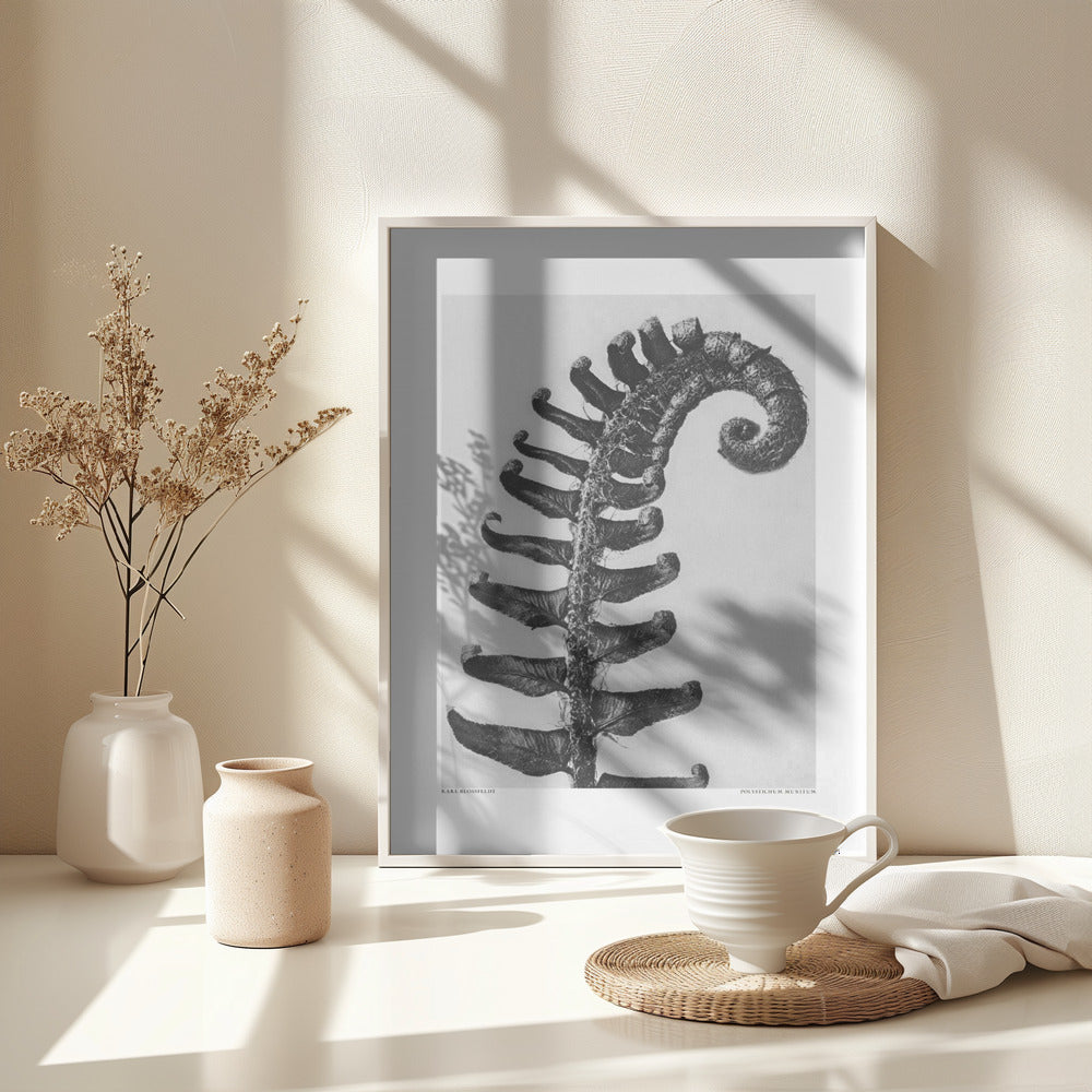 Fine Art Print, Polystichum Munitum