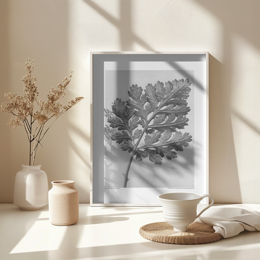 Fine Art Print, Chrysanthemum parthenium