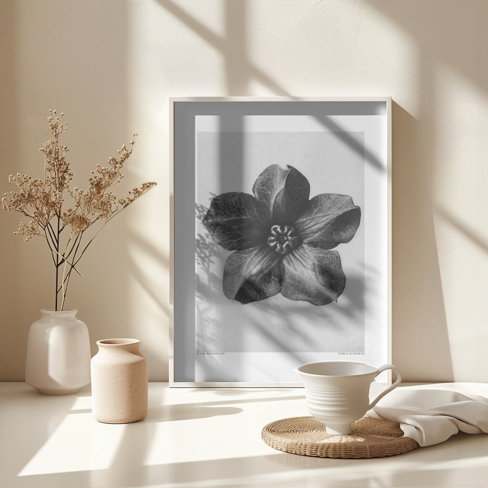 Fine Art Print, Cobaea Scandens