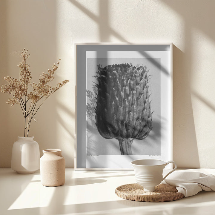 Fine Art Print, Cirsium Canum (Thistle)