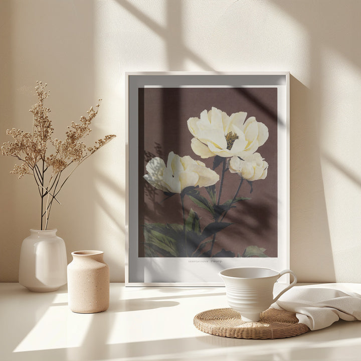 Fine Art Print, Hærdaceous Peony