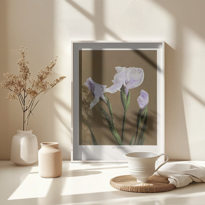 Fine Art Print, Iris Kæmpferi no2