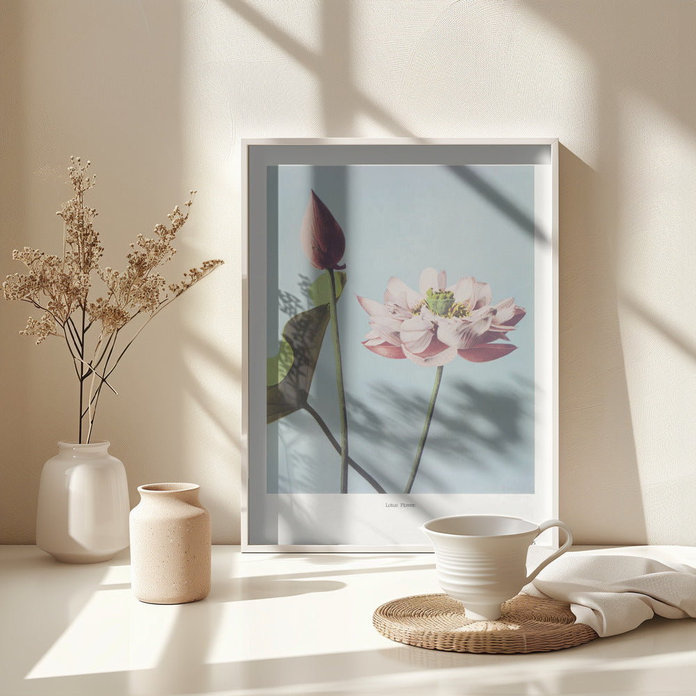 Fine Art Print,  Lotus Flowers